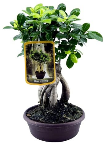 Trendyplants - Ficus Microcarpa Ginseng - Bonsai - Zimmerpflanze - Höhe 20-40 cm - Topfgröße Ø17cm