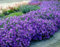 100 graines de fleurs de campanule violette fraîches et neuves