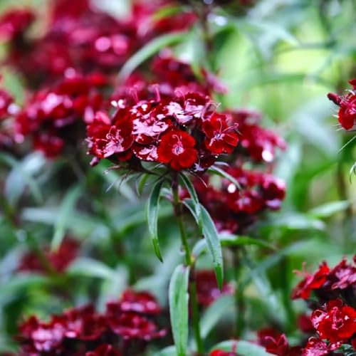 semi di salice dolce, pianta perenne resistente - piante decorative fiori da giardino resistenti Dianthus semi di fiori da balcone piante balcone esotiche resistenti esotiche 120pcs