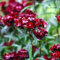 semi di salice dolce, pianta perenne resistente - piante decorative fiori da giardino resistenti Dianthus semi di fiori da balcone piante balcone esotiche resistenti esotiche 120pcs