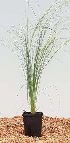 Stipa tenuissima 'Pony Tails' 0,5L Topf – Mehrjährig, Pflegeleicht – Federgras – Ziergras für Beet & Kübel