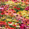 Sonnenhut Pflanze Winterhart Echinacea Samen Gartendeko FüR DraußEn Deko Blumen Blumensamen Mischung Wildblumensamen Sonnenhut Samen Bonsai Exotische Pflanzen Ingarden Saat Seeds 300 Saatgut