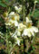 Seedeo Moringa (Moringa oliefera) 20 Samen