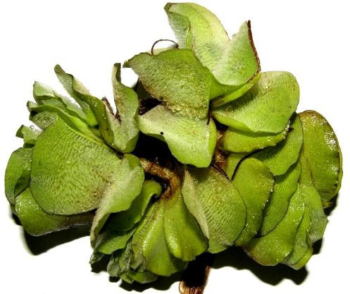 10 x Salvina natans for pond, floating plant against algae