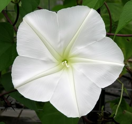 Mondblume – Ipomoea alba – Moonflower Tall Night Flowering – 10 Samen | Weiße Prunkwinde mit Duftblüten