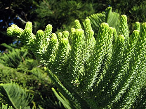 50 semillas de Araucaria las plantas al aire libre refrescante Bonsai Semillas de plantas Semillas follaje de los árboles