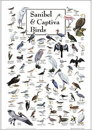 Earth Sky + Water Sanibel & Captiva Birds Poster, 62 Vogelarten, Naturgetreu, Ungerahmt, Querformat, 68.6 x 48.3 cm