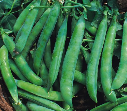 Just Seed Pea - Kelvedon Wonder - 300 Seeds
