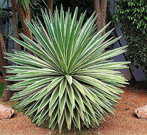 Agave angustifolia bunte exotische saftige seltener Kaktus Samenpflanze 100 SEEDS