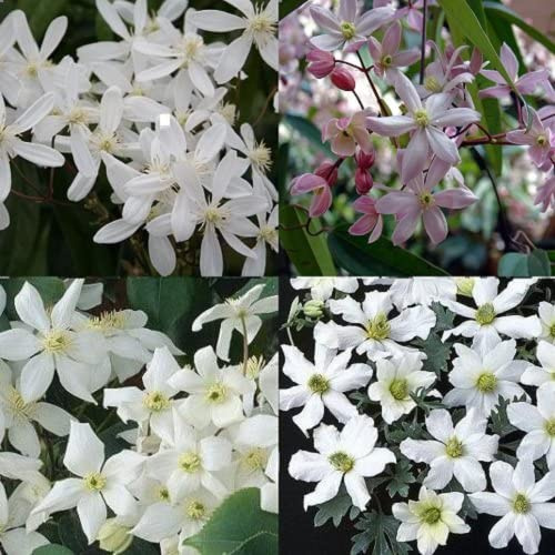 Clematis Mix Weiß & Immergrün - Apple Blossom-Snowdrift-Avalanche-Early