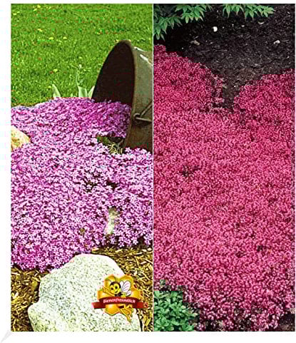 BALDUR Garten Winterharte Bodendecker-Kollektion rosa und rot 6 Pflanzen Phlox und Thymian, Polsterphlox und Polsterthymian, winterharte Stauden, trockenresistent, mehrjährig, blühend