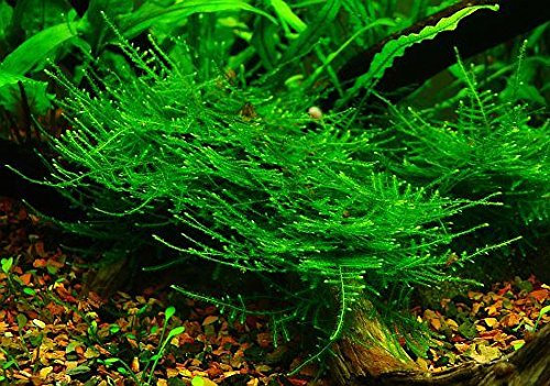 Taiwan-Moos – Taxiphyllum Alternans – (4 x 6 cm) – lebende Aquariumpflanze
