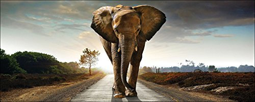 Pro-Art-Bilderpalette gla979c Elephant Cadre Mural en Verre Motif éléphant Dimensions 30 x 80 cm