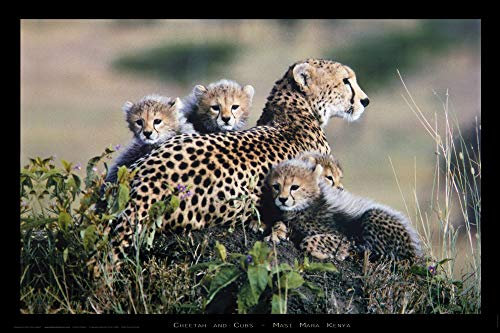 1art1 Raubkatzen Poster Geparden, Kenya Plakat | Bild 91x61 cm