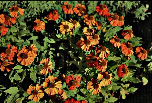 Staudenkulturen Wauschkuhn Helenium Hybr. 'Flammenrad' - Sonnenbraut - Staude im 11cm Topf