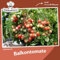 Tomatensamen Gartenperle für ca. 20 Pflanzen - ideale Kübeltomate, Massenertrag