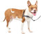 PetSafe Deluxe Easy Walk Hundegeschirr