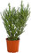 Dehner Bleistiftbaum, dicht verzeigte Wuchsform, ca. 40-50 cm, Ø Topf 17 cm, Zimmerpflanze