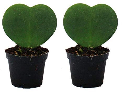Set with 2 plants Hoya kerii - heart leaf plant, heart plant or little darling - in 6cm pot
