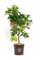 Vannucci Piante - Limone, Citrus limonum, Agrumi, Pianta vera, Pianta da terrazzo, Pianta da frutto, Mediterranea