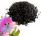 Semillas de Orquídea Cara de Gato, 100 Semillas de Flores Silvestres para Plantar, Semilla de Plantas Cara de Gato de Fácil Cuidado, Semilla de Orquídeas Caras de Gatos Originales y Bonitas