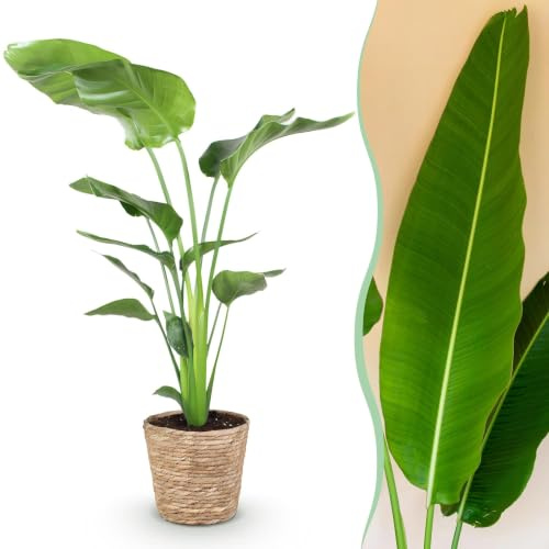 Green boutiQ - Zimmerpflanzen - Strelitzia Nicolai - Paradiesvogelblume - Geringer Pflegeaufwand - mit Korb - Grün - 1 Pflanze - Topf 21cm - Höhe 110-120cm