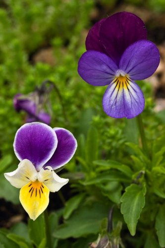 Just Seed British Wild Flower - Wild Pansy - Viola Tricolour - 3g Seed