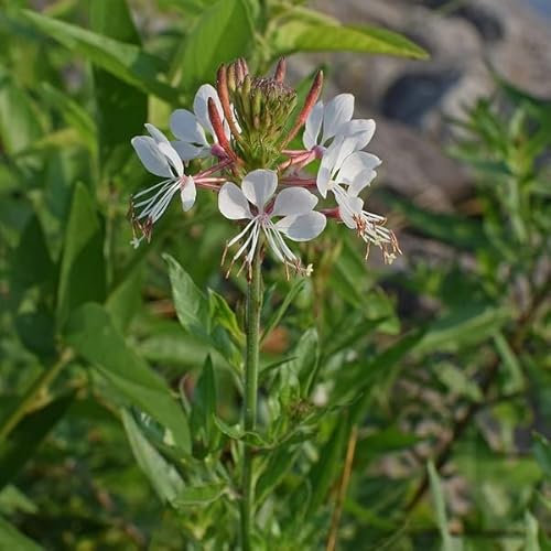 6x Prachtkerze 'Short Form' - Gaura lindheimeri 'Short Form' - Topf 9x9cm