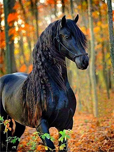 Bimkole Diamond Painting Zubehör Pferd Bilder, 5D DIY Tiere Diamant Malerei Kit Tier Voll Runde Bohrer Malen nach Zahlen Malerei Stickerei Kreuzstich Diamond Dekoration (30x40 cm)