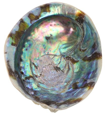 PRETYZOOM Abalone-Muschel Kleine Muscheln Weißes Weiße Verzierung Austernschalen Für Das Handwerk Muscheln Masse Große Muscheln Aschenbecher Nautilus-Schale Masse Ornamente Hülse