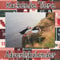 Kackende Tiere Adventskalender: Amüsantes Tierfoto - Tiere Furzen und Kacken - Lustige Motiven - lustiges Malbuch