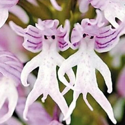 20 Stücke Seltene Italien Rote Orchidee Blumensamen Bonsai Pflanze Hausgarten Hof Dekor Gartensamen zum Pflanzen Jetzt Italienische rote Orchideensamen