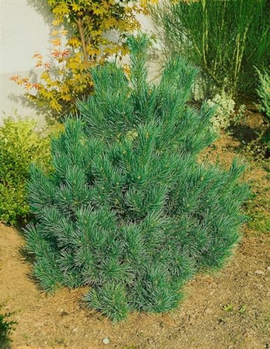 Zwerg-Zirbelkiefer Pinus cembra Nana 20-25 cm winterhart immergrün