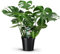 Monstera Deliciosa - Tropische Pracht für Ihr Interieur - Ø21cm - 70cm