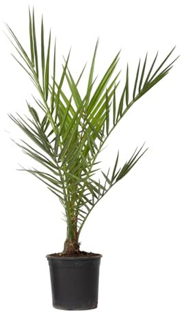 Phoenix Canariensis - Palmier dattier des Canaries - Pot 15cm - Hauteur 50-60cm - Résistant au froid - Palmier d'extérieur