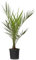 Phoenix Canariensis - Kanarische Dattelpalme - Topf 15cm - Höhe 50-60cm - Winterhart - Palme draußen