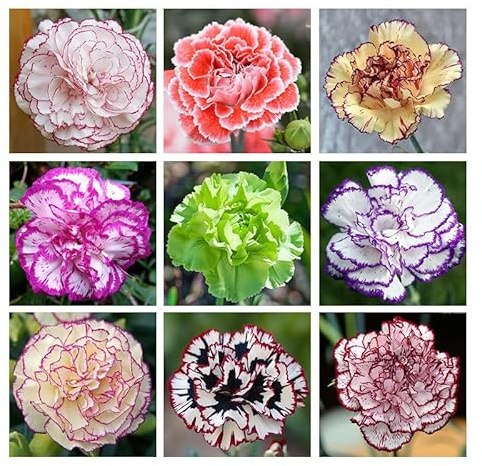 5000 Mixed Carnation Seeds for Planting - Clove Carnation Seed - Mixed Perennial Flowers, Non-GMO Open Pollinated, Dual Use for Gardens & Balconies