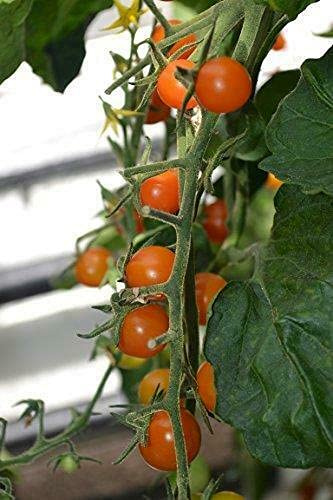 Tomato Cherry Sungold F1 - 10 Finest Seeds