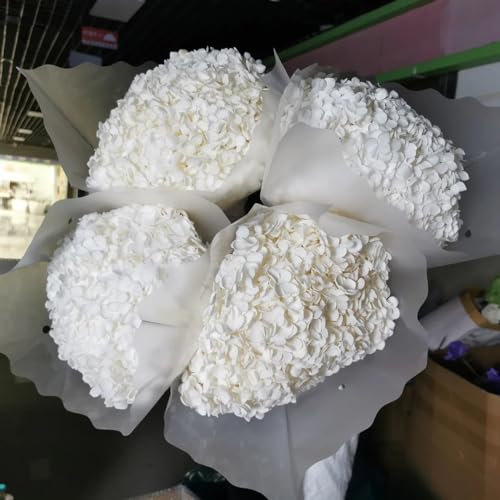 50 pcs hortensien samen gartenpflanzen （hortensien） Saatgut wildblumensamen mehrjährig winterhart pflanzen garten zimmerpflanzen samen blumensamen geschenk blumensamen bodendecker