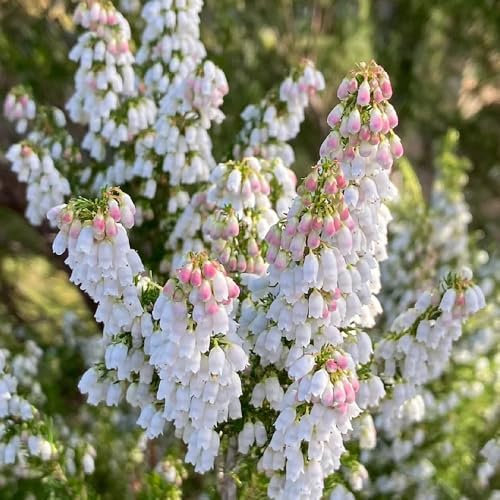 Semillas resistentes al brezo, plantas de otoño floración resistente Erica carnea, plantas de brezo de invierno, plantas resistentes Plantas de balcón resistentes plantas en macetas 100pcs