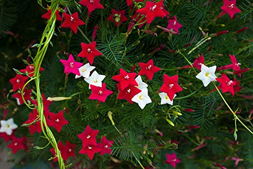 Cypress Vine 10 Seeds, Star Glory Vine - 15 ft in one Season