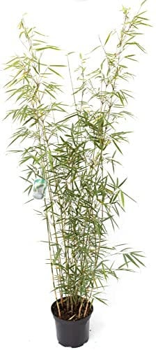 Bambus Fargesia robusta Campbell 7,5 Liter Topf, 100-125cm