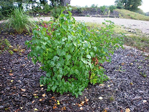 Comune Lilla Syringa vulgaris 6-12 '' Seedling: Only Seeds