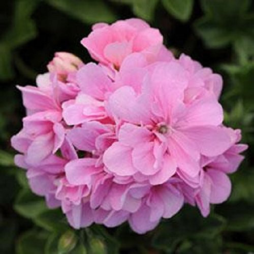 Pack x6 Ivy Geranium Precision™ Light Pink Summer Garden Plug Plants