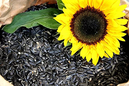 Futterbauer 25 kg Schwarze Sonnenblumenkerne im Papiersack für Vögel, 100% Natur, Hochwertige Energiequelle für Wildvögel, Hoher Fett- & Vitamin-E-Gehalt, Gereinigt & Getrocknet mit Schale, Ernte 2025