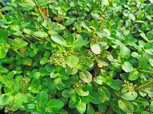 Bachbunge - Veronica beccabunga | Wasserpflanze | Bachlauf | Wasserreinigend | Teichpflanze |