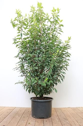 Prunus lusitanica 'Angustifolia' 150-175 cm - Portugiesischer Kirschlorbeer, immergrün, ideal als Hecke, pflegeleicht, winterhart