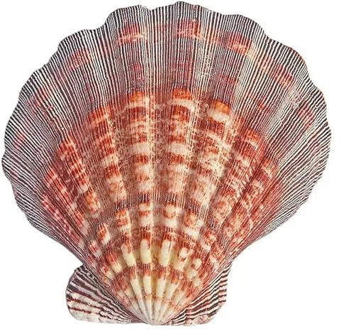 NIRNHYRUR roulettes pivotantes 1 Coquille Saint-Jacques de 13 à 15 cm for Bricolage, Remplissage de Vase for Aquarium(13~14cm)