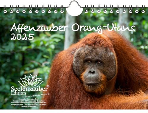 Affenzauber Orang-Utans DIN A5 Kalender für 2025 Affen - Seelenzauber