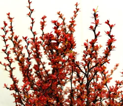 Rote Heckenberberitze Berberis Atropurpurea frostharte Bienenweide 20-25 cm winterhart Freilandaufzucht
